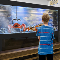 Автомат 'Краболов - гигант'